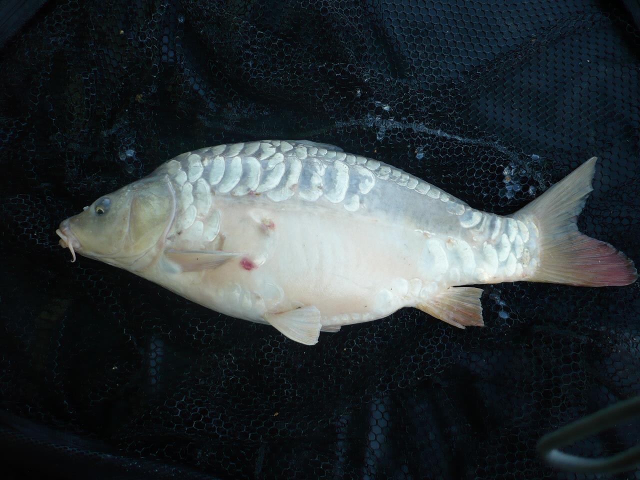 Magura 9 - 08.MAI.2014 - p1020335.JPG